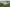 - Bryndumsager 1